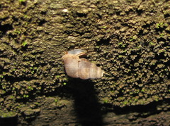 Halotudora kuesteri