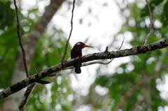 Galbalcyrhynchus leucotis