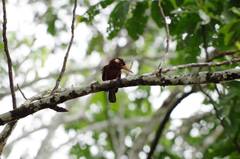 Galbalcyrhynchus leucotis