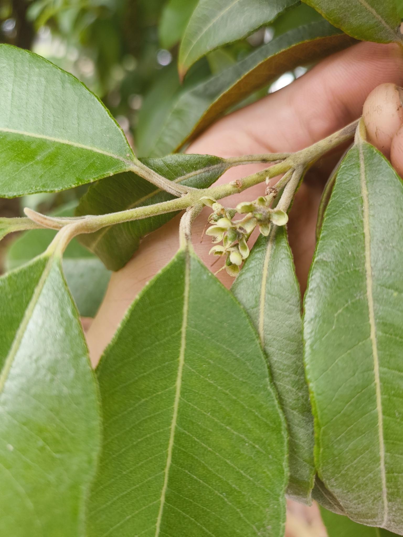 Lemon myrtle
