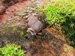 Halotudora kuesteri
