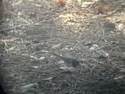Dark-eyed Junco