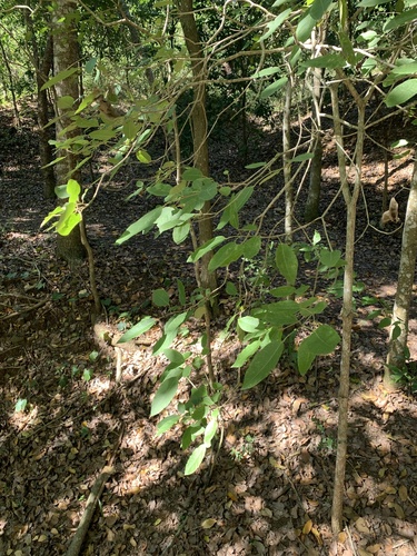 Catalpa longissima observed 2026-03-02