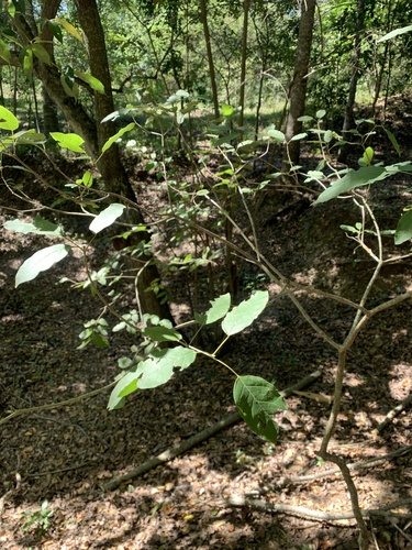 Catalpa longissima, photograph 2