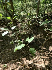 Catalpa longissima, photograph (c) Dairon Cuevas Riveras, some rights reserved (CC BY-SA)