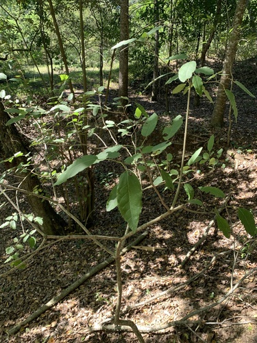 Catalpa longissima, photograph 3