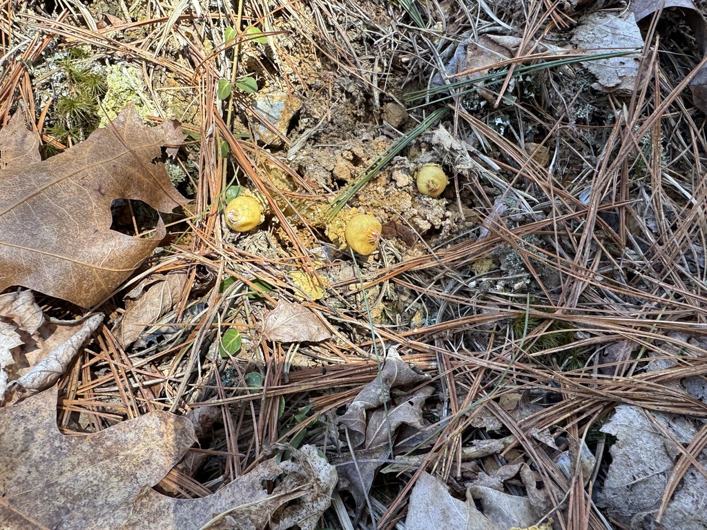 Calostoma lutescens · March 2026 · photo: © siphonophoreslinger (iNaturalist, cc-by)