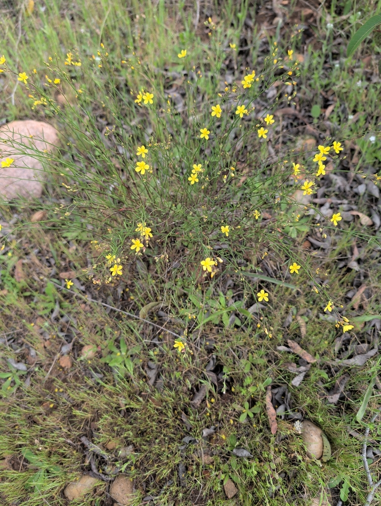 Crocanthemum scoparium; photograph Millie Basden, CC BY, iNaturalist via GBIF