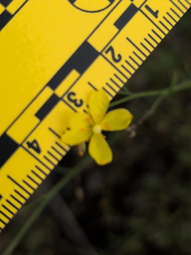 Crocanthemum scoparium, photograph 1
