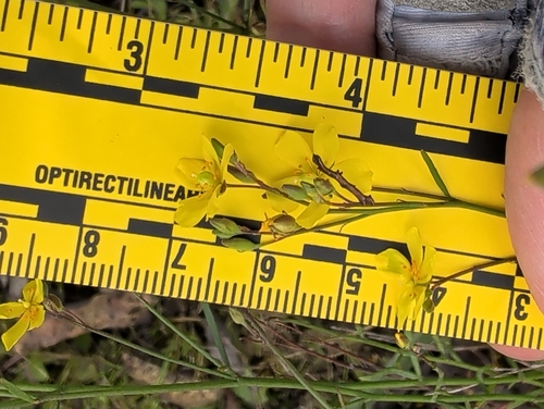 Crocanthemum scoparium, photograph 2