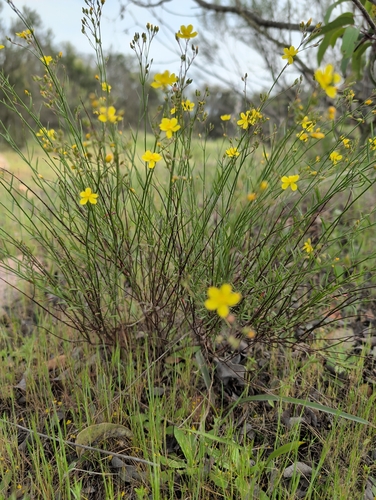 Crocanthemum scoparium, photograph 3