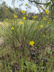 Millie Basden, CC BY, iNaturalist via GBIF Crocanthemum scoparium, photograph Millie Basden, CC BY, iNaturalist via GBIF