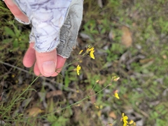 Millie Basden, CC BY, iNaturalist via GBIF Crocanthemum scoparium, photograph Millie Basden, CC BY, iNaturalist via GBIF