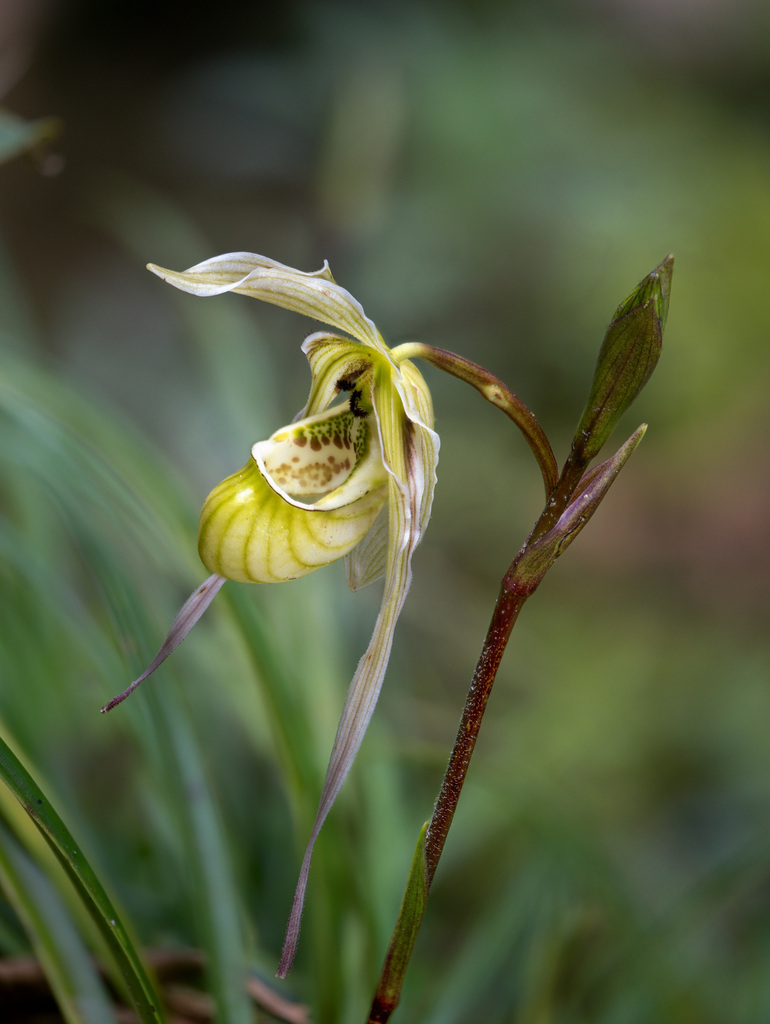 Phragmipedium pearcei