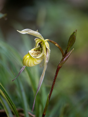 Phragmipedium pearcei