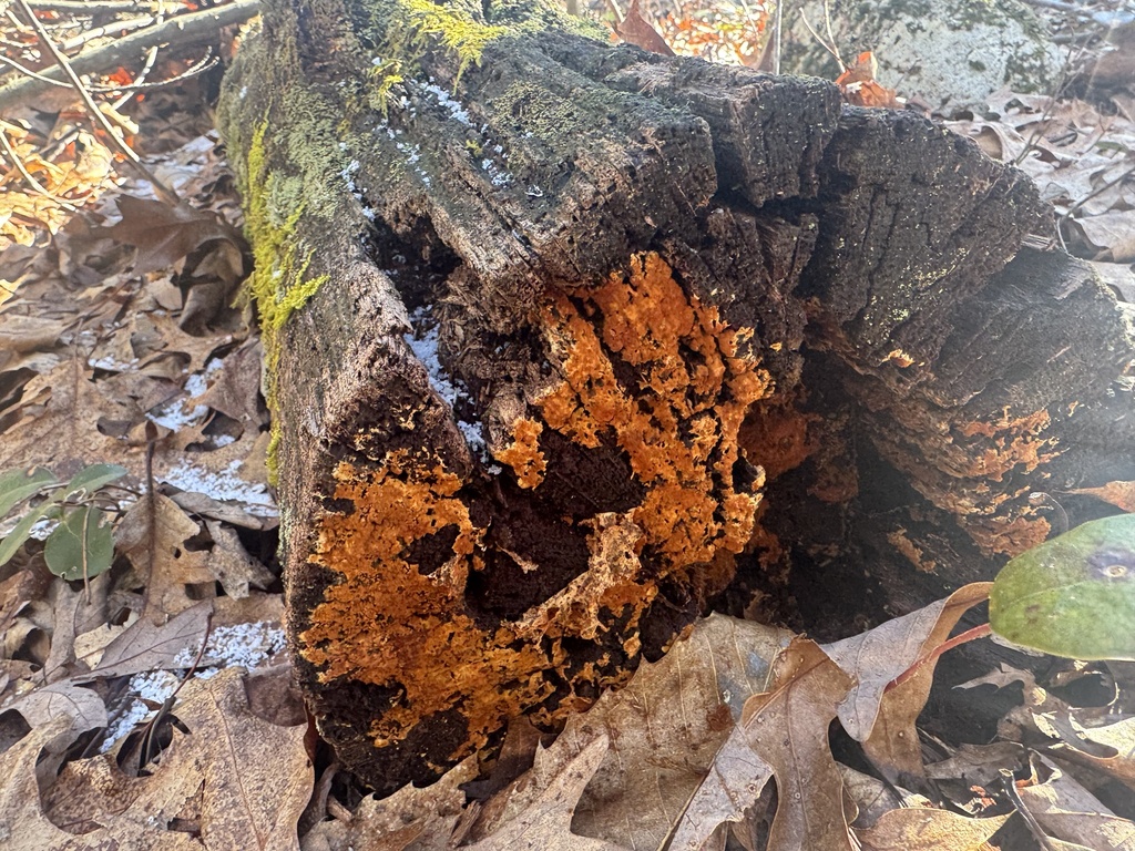 Botryobasidium aureum · March 2026 · photo: © siphonophoreslinger (iNaturalist, cc-by)