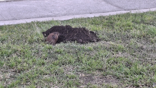 Volcan de Toluca Pocket Gopher (Cratogeomys planiceps)