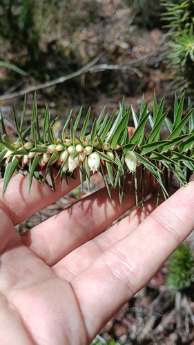prickly heath (Melichrus adpressus)