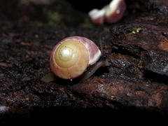 Helicina arenicola