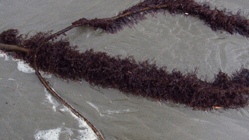 Pterochondria woodii observed 2026-01-29