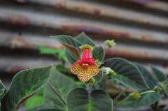 Kohleria amabilis