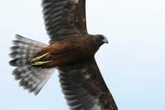 Swamp Harrier photo 5