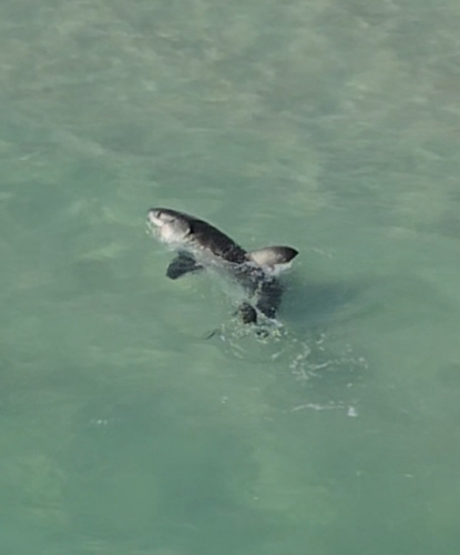Great White Shark photographed in Florida