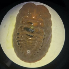 Hemiptera