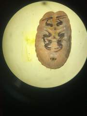 Hemiptera
