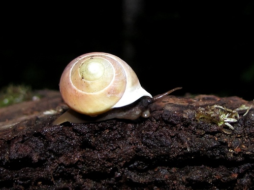 Helicina rostrata observed 2010-01-02