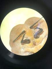 Hemiptera