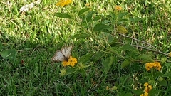 Anartia jatrophae