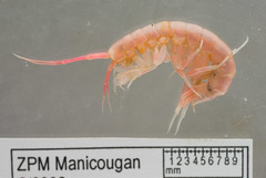 Wimvadocus torelli