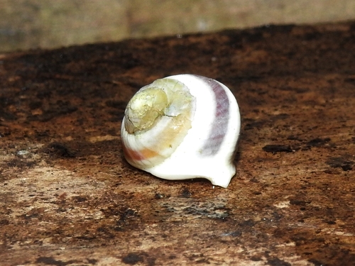 Helicina rostrata observed 2020-02-13