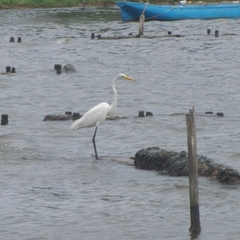 Ardea alba