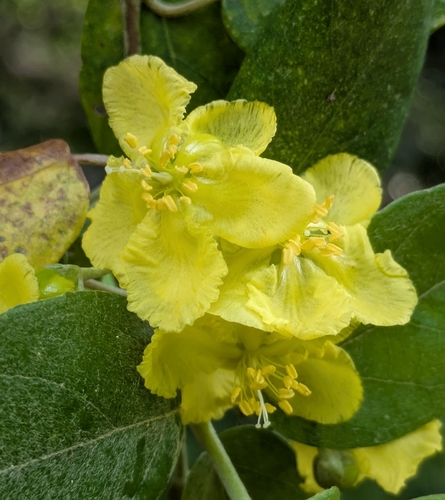 Stigmaphyllon discolor observed 2026-03-02