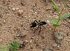 Traumatomutilla centralis