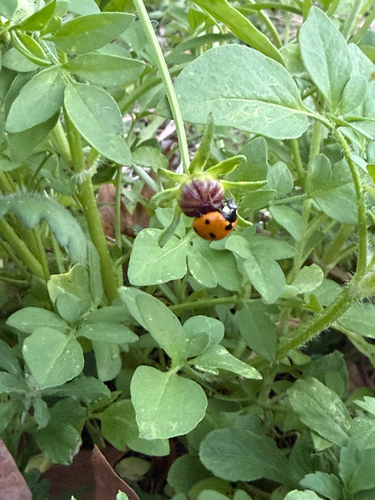 Seven-spotted Lady Beetle