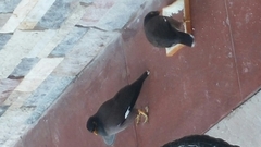 Acridotheres tristis