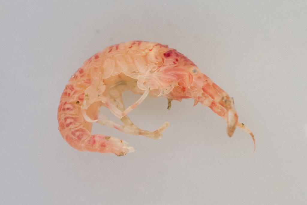 Unciolidae
