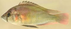 Haplochromis