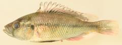 Haplochromis