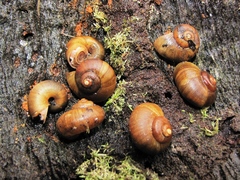 Neocyclotus dysoni