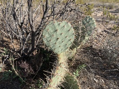 Opuntia arizonica
