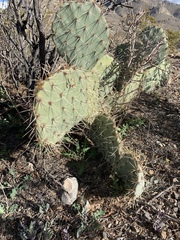 Opuntia arizonica