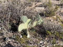 Opuntia arizonica