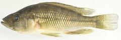 Haplochromis