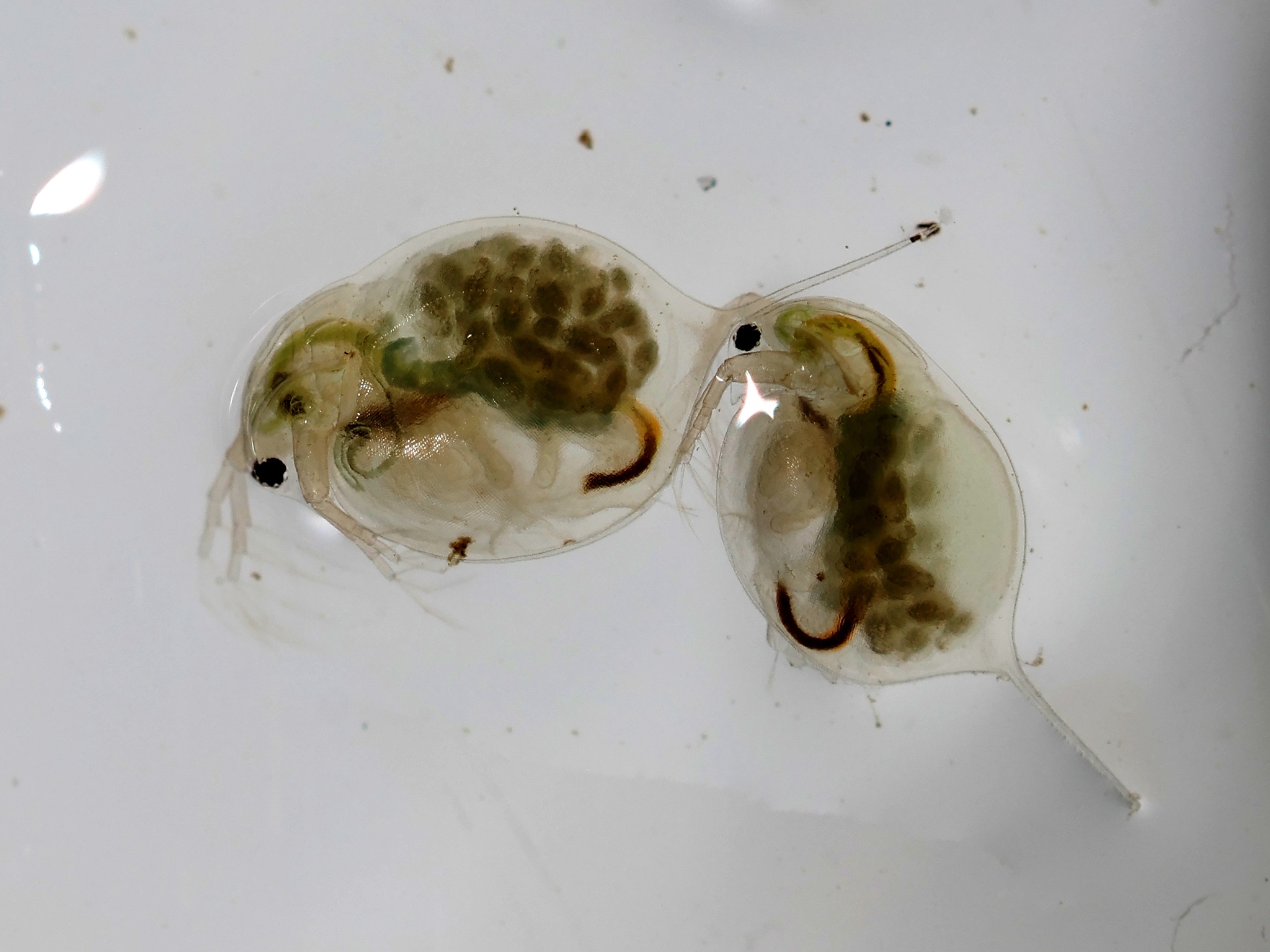 Daphnia magna Straus, 1820