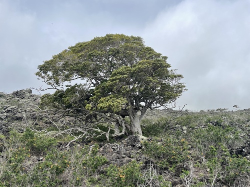 Rauvolfia sandwicensis observed 2026-03-02