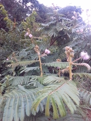 Mimosa claussenii